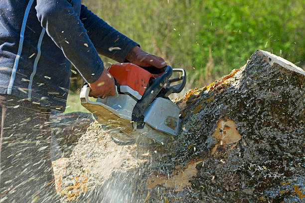 How Our Tree Care Process Works  in  Dana, NC