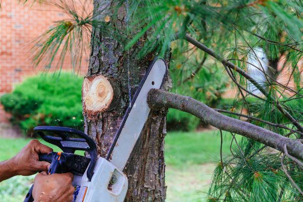 Reliable Dana, NC Tree Care Services Solutions